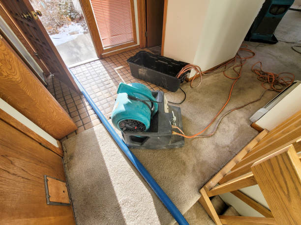 Best Basement water damage restoration  in Peach Springs, AZ